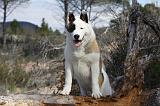 AKITA AMERICAIN 331